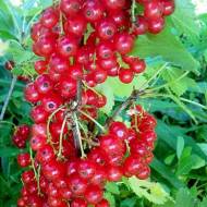 Саженец смородины Каскад в контейнере